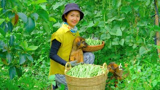 Harvesting String beans Goes To Market Sell - Taking care of pets, Farm, Gardening | Tieu Lien