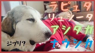 【陸の孤島】君を添えて【グレートピレニーズ】