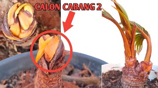 CARA MEMBUAT BONSAI KELAPA BERCABANG || Ternyata Begini Proses Alam