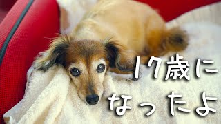 【17歳と14歳カニンヘンダックスVlog】今日という日を大切に。ソラ１７歳を無事に迎えることができました。