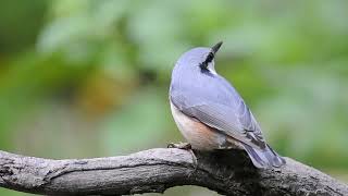 Обыкновенный поползень - Sitta europaea - Eurasian nuthatch