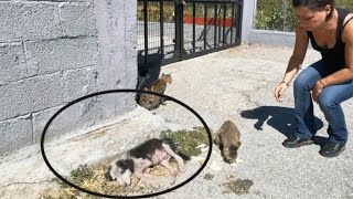 Stray/abandoned puppy was found sick and injured, unable to walk...