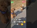 【生まれつき両目が見えない犬】盲目ランのニコニコ 多頭飼い トイプードル 犬 かわいい 散歩 shorts