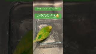 早過ぎる水浴び😅#セキセイインコ#モノマネ#セキセイインコのいる暮らし#セルフネイル#手乗り#癒し#インコの病気#birds#birdlovers#SHEIN#100均#インコの日常