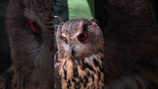 今日のジュニ君🦉その２