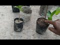 tricks to grow fruits plant ফলের গাছ লাগানোর কিছু টিপস ছাদ বাগানিদের জন্য👈😊