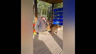 Belgian Malinois bicep bite training day