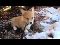 Corgi Puppy Plays In Snow for the First Time