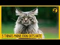 5 Things Maine Coon Cats Hate That You Should Avoid