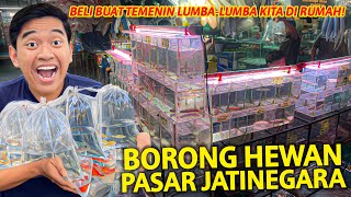 BORONG HEWAN DI PASAR IKAN JATINEGARA BUAT TEMENIN BAYI LUMBA-LUMBA DI RUMAH!