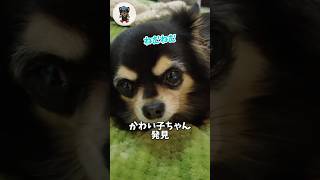 眠そうな🥱かわい子チワワを見ていたら…ｗ #チワワ #保護犬 #shorts