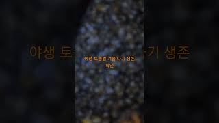 야생 토종벌 겨울나기 생존 확인,2023년3월