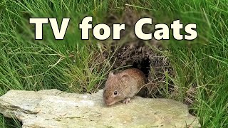 Cat TV Mouse Hole ~ Mice for Cats to Watch - 8 HOURS 🐭 Videos for Cats to Watch Mice
