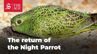 How the Night Parrot is being reintroduced across Australia