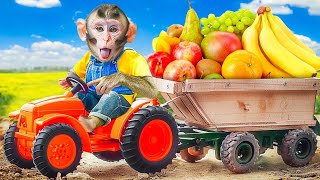 Monkey Baby Animal Bon Bin popcorn Santra the market #monkey_baby_animal.2