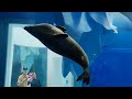 「xpark水族館＆華泰名品城」一日遊｜萬聖節布置🎃｜海獅秀😆｜企鵝離我10公分😍｜超大型魚缸