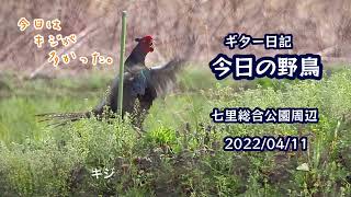 ギター日記　今日の野鳥　・　七里総合公園周辺　2022年4月11日