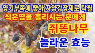 쥐똥나무 놀라운효능