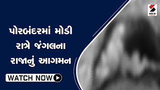 #porbandar માં મોડી રાત્રે જંગલના રાજાનું આગમન@SandeshNewsTV