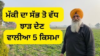 ਮੱਕੀ ਦਾ ਸੱਭ ਤੋ ਵੱਧ ਝਾੜ ਦੇਣ ਵਾਲੀਆ 5 ਕਿਸਮਾ 🌽