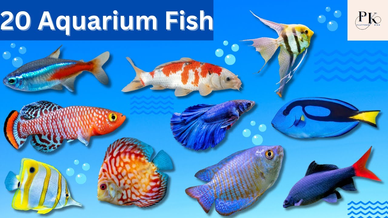 Aquarium Fish Names। Fish Names। Types Of Aquarium Fish। Colorful ...