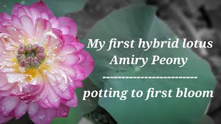 growing lotus in plastic pots| bowl lotus |amiry peony| hybrid lotus |ചട്ടിയില്‍ താമര വളര്‍ത്താം|