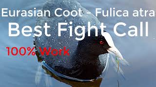 Eurasian Coot (Fulica atra) Real Hunting Call Sound