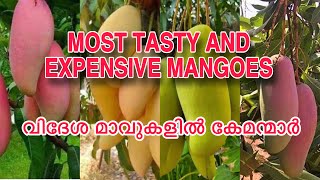 MOST TASTY AMAZING FOREIGN MANGOES COLLECTION @razzgarden #9562600777