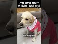 간식 때문에 폭발한 댕댕이의 억울한 반응