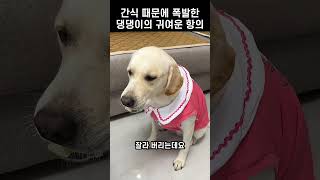 간식 때문에 폭발한 댕댕이의 억울한 반응!?