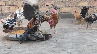 Roosters Compete to Get the Love of a Hen