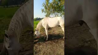 Kashi king/bulli bulli/chotu dada/man/beautiful horse /horse lovers /horse Neza bzi /horse racing