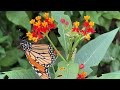 butterfly house update july 2023