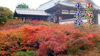 京都。東福寺と平等院の紅葉2020。 #東福寺 #平等院 #4K