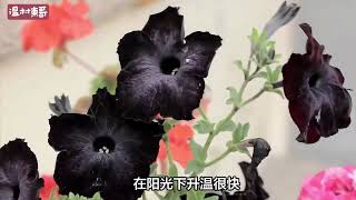 世界上有没有黑色的花？ #一花一草一世界 #花卉绿植