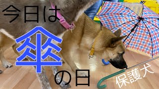 【PFLJ】Rescued dog 保護犬　傘の日☂️