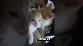 姉妹猫に耳あぐあぐされる子猫 #cat #猫 #shorts #kitten #子猫 #保護猫 #こねこ #ねこ