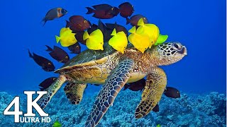 Coral Reef Fish 4K Ultra HD Video With Relaxing Music - Beautiful Ambience For Stress Relief & Sleep