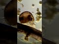 More Baby Snails Under Microscope