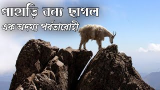 মাউন্টেন গোট যে ছাগল পাহাড় বাইতে ওস্তাদ || Mountain Goat is a goat master