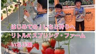 はじめての！いちご狩りへ　リトルK スプリング・ファーム　いちご園🍓