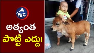 అత్యంత పొట్టి ఎద్దు! || ఎత్తు 17 అంగుళాలు || Mictv News