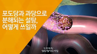 포도당과 과당으로 분해되는 설탕, 어떻게 쓰일까 - (2015.10.14_557회 방송)_3대 식품논쟁 1편 설탕의 경고