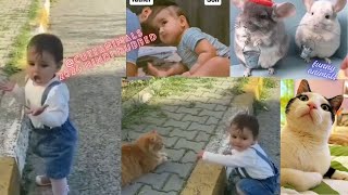 cute animals funny video trending shorts 🥰 #funnycomedyshort #cuteanimalsfunnyvideosshorts #funny