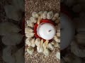 Broiler growth stages