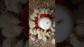 Broiler growth stages