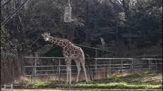 【キリン】その歩き方、スーパーモデル！ #東山動植物園