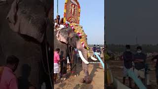 #Pattambi_Manikandan  #elephant #2022 #amakkavu #pooram #vela #shorts