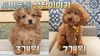 토이푸들 새끼 강아지를 키우면서 느꼈던 중요한 점들 (3개월~7개월)