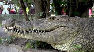 Amazing crocodiles of Musée Vivant de Bujumbura - Burundi/Nature \u0026 Wildlife TV